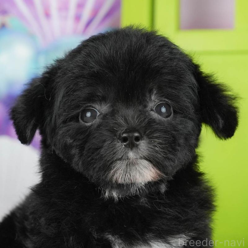 販売中の千葉県のチワプー:チワワ×トイプードル-435299の11枚目