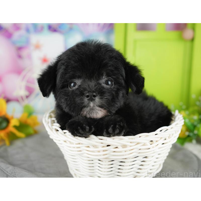 販売中の千葉県のチワプー:チワワ×トイプードル-435299の10枚目