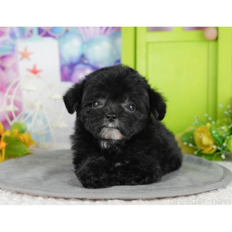 販売中の千葉県のチワプー:チワワ×トイプードル-435299の8枚目