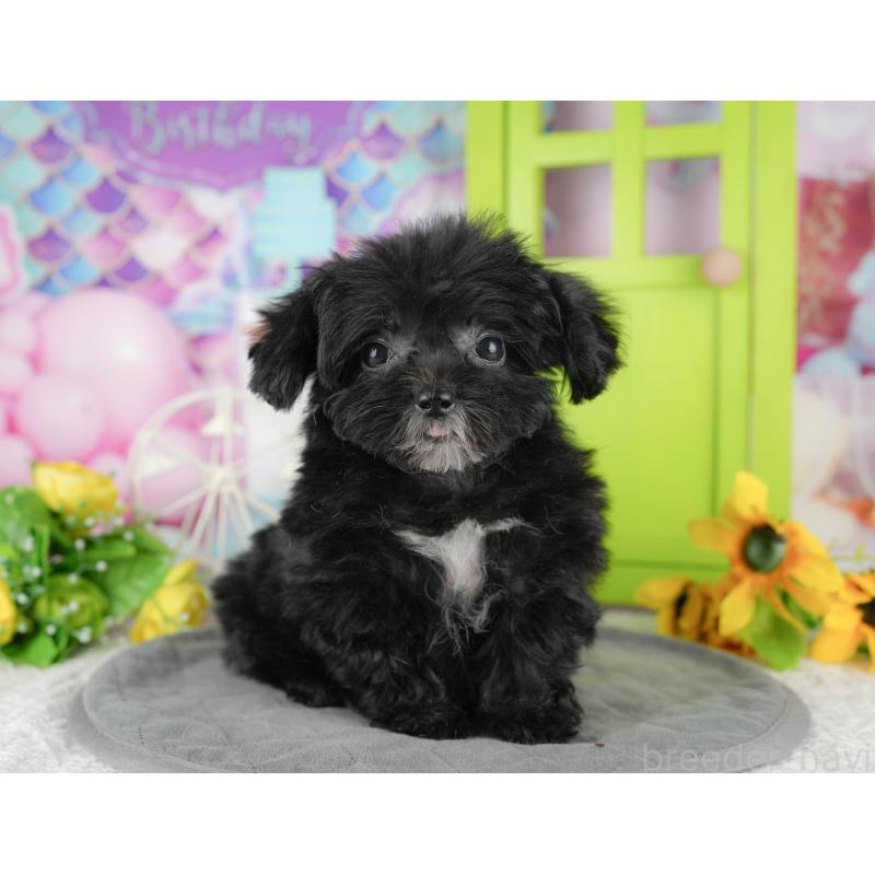 販売中の千葉県のチワプー:チワワ×トイプードル-435299の5枚目