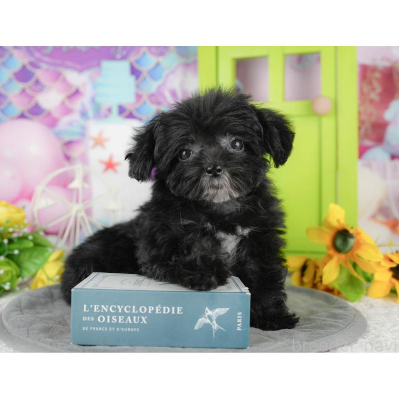 販売中の千葉県のチワプー:チワワ×トイプードル-435299の4枚目