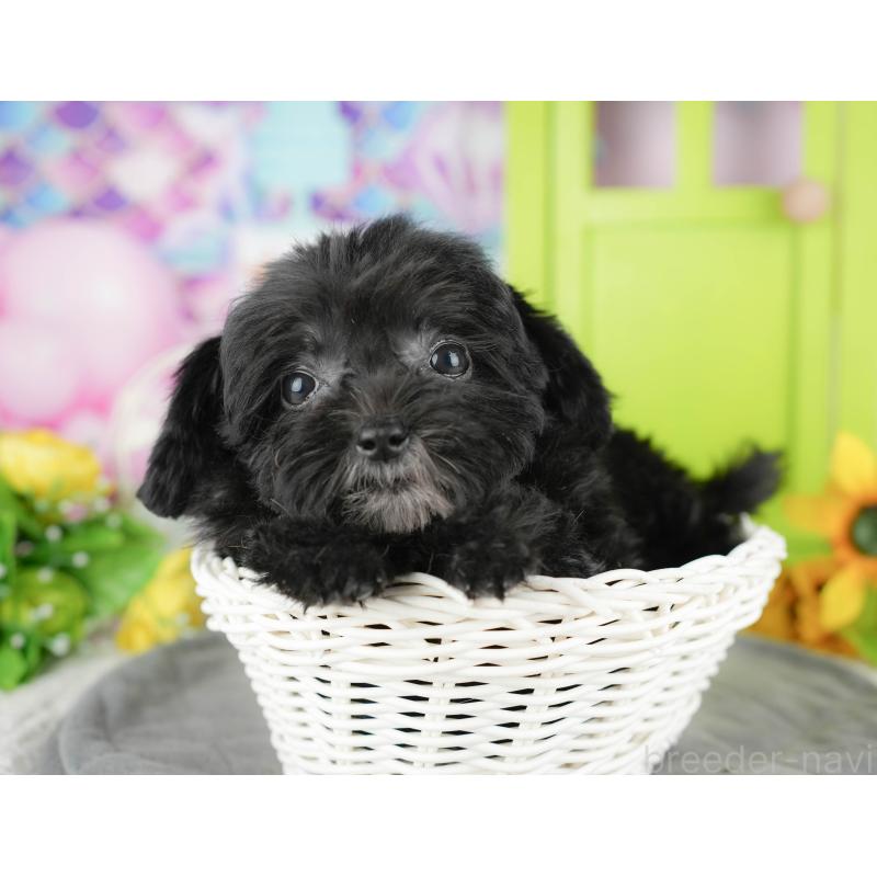 販売中の千葉県のチワプー:チワワ×トイプードル-435299の3枚目