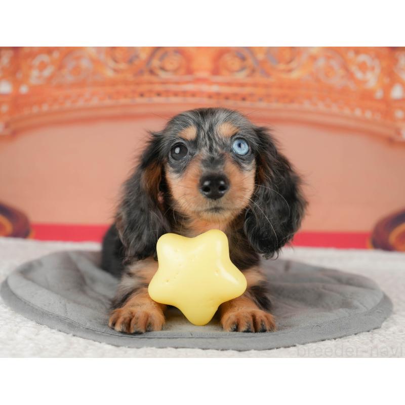 販売中の千葉県のミニチュアダックスフンド(ロングヘアード)-435297