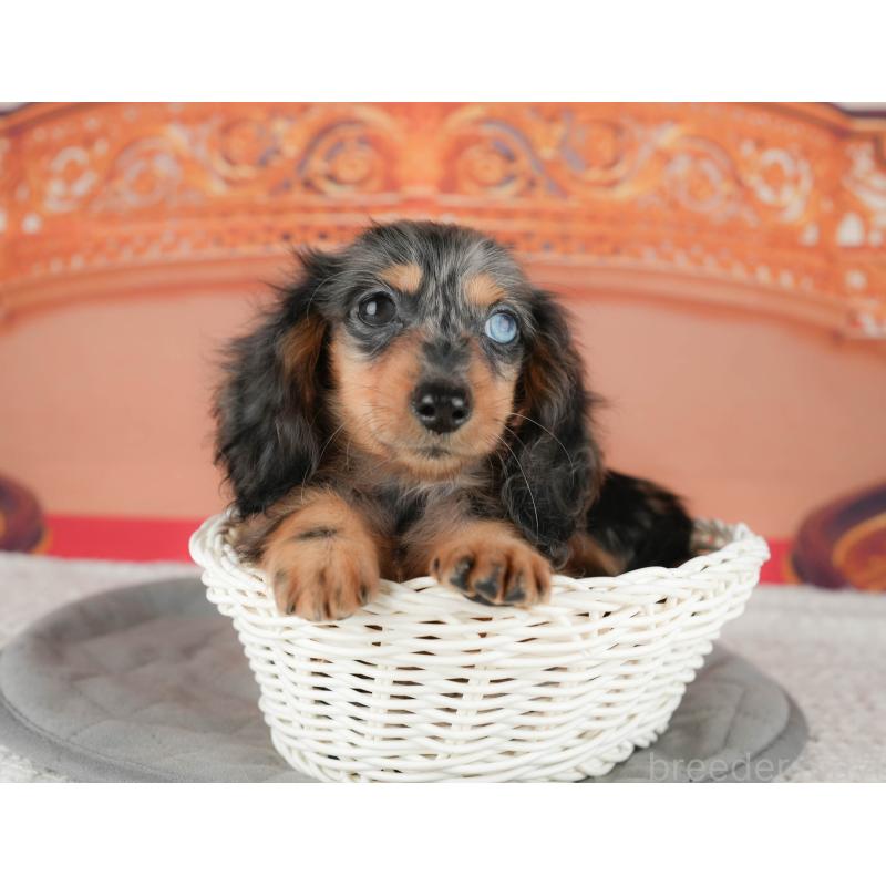 販売中の千葉県のミニチュアダックスフンド(ロングヘアード)-435297の11枚目