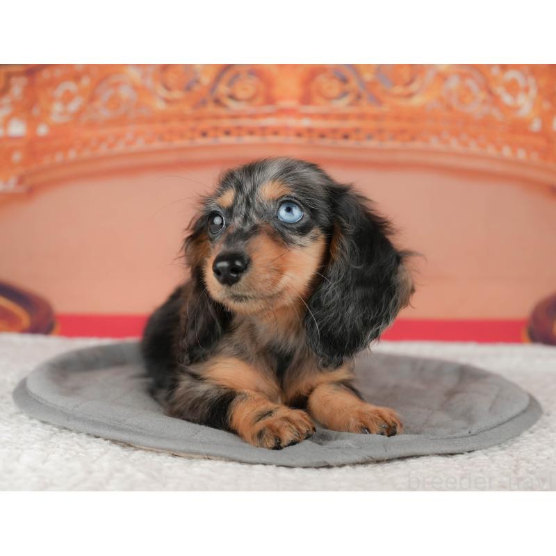 販売中の千葉県のミニチュアダックスフンド(ロングヘアード)-435297の9枚目