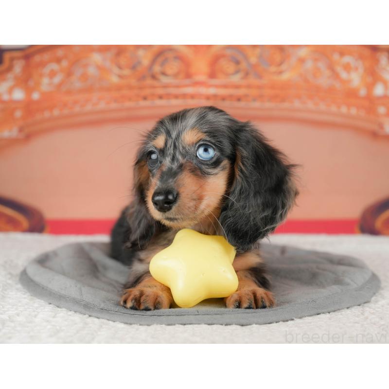 販売中の千葉県のミニチュアダックスフンド(ロングヘアード)-435297の7枚目