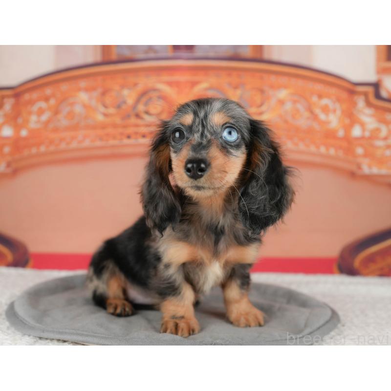 販売中の千葉県のミニチュアダックスフンド(ロングヘアード)-435297の5枚目