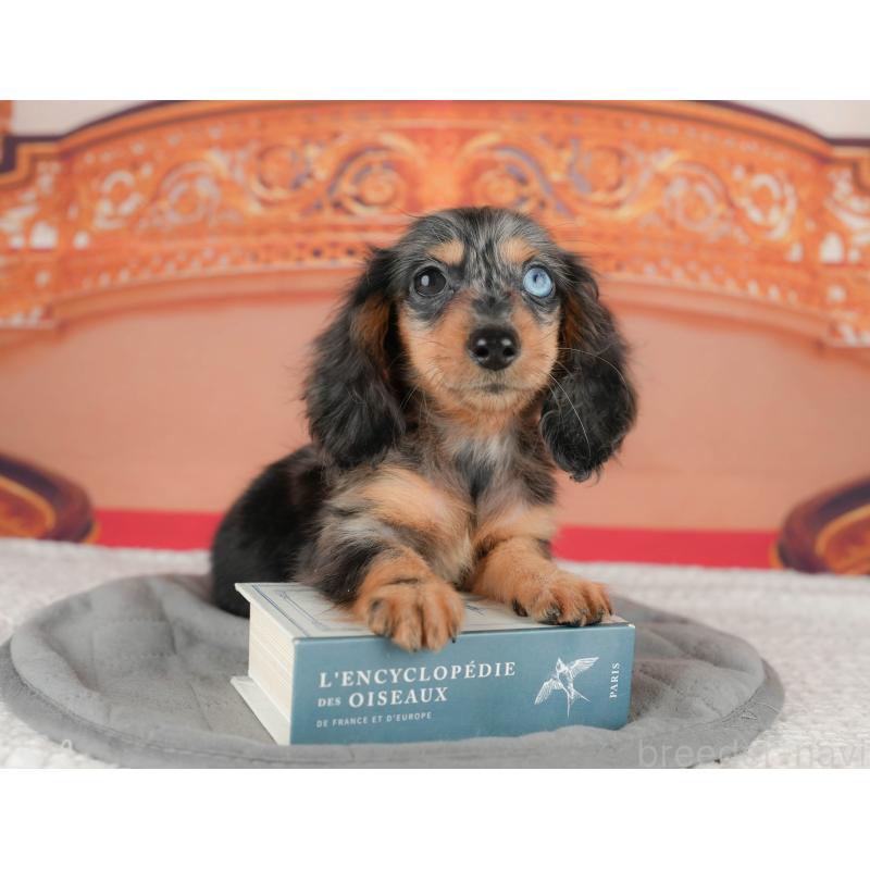 販売中の千葉県のミニチュアダックスフンド(ロングヘアード)-435297の4枚目