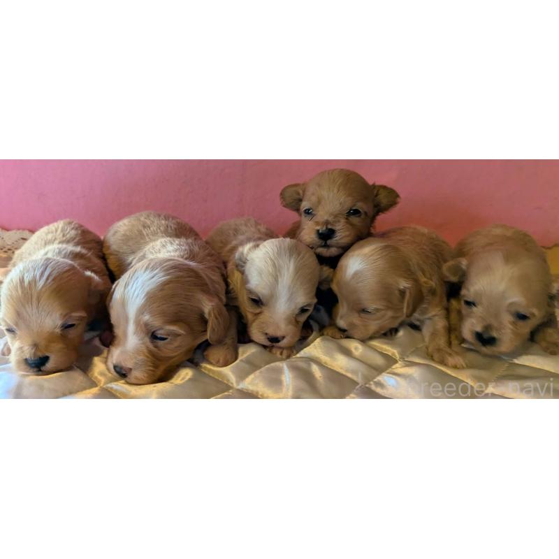 販売中の埼玉県のマルプー:マルチーズ×トイプードル-434624