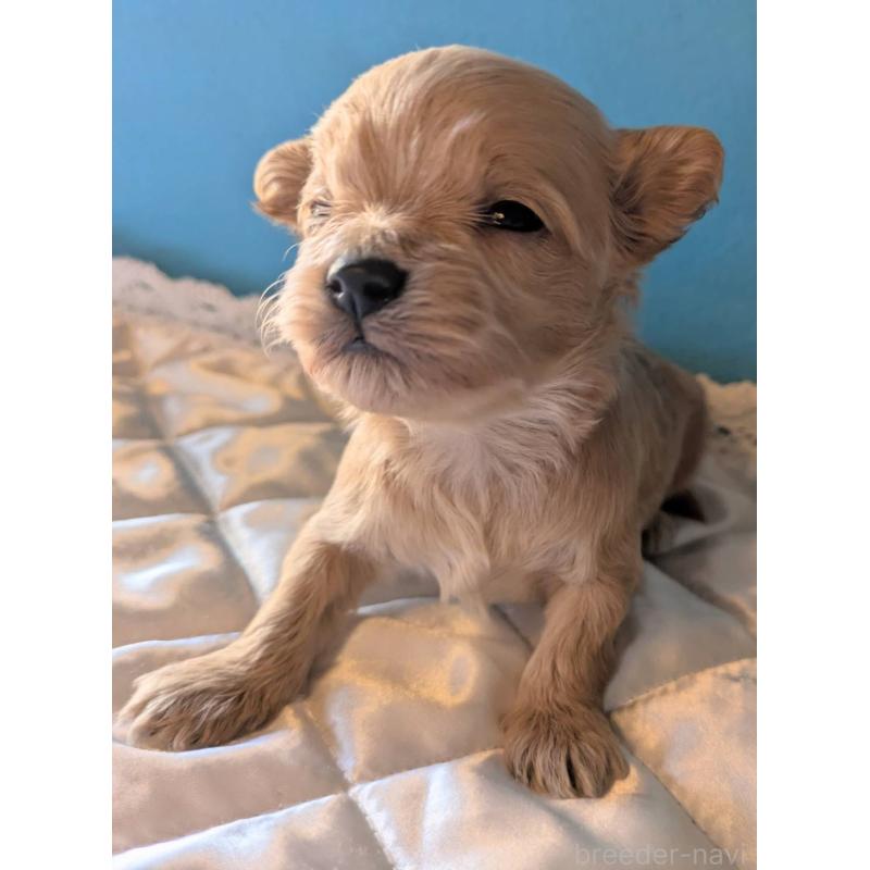 販売中の埼玉県のマルプー:マルチーズ×トイプードル-434624の5枚目