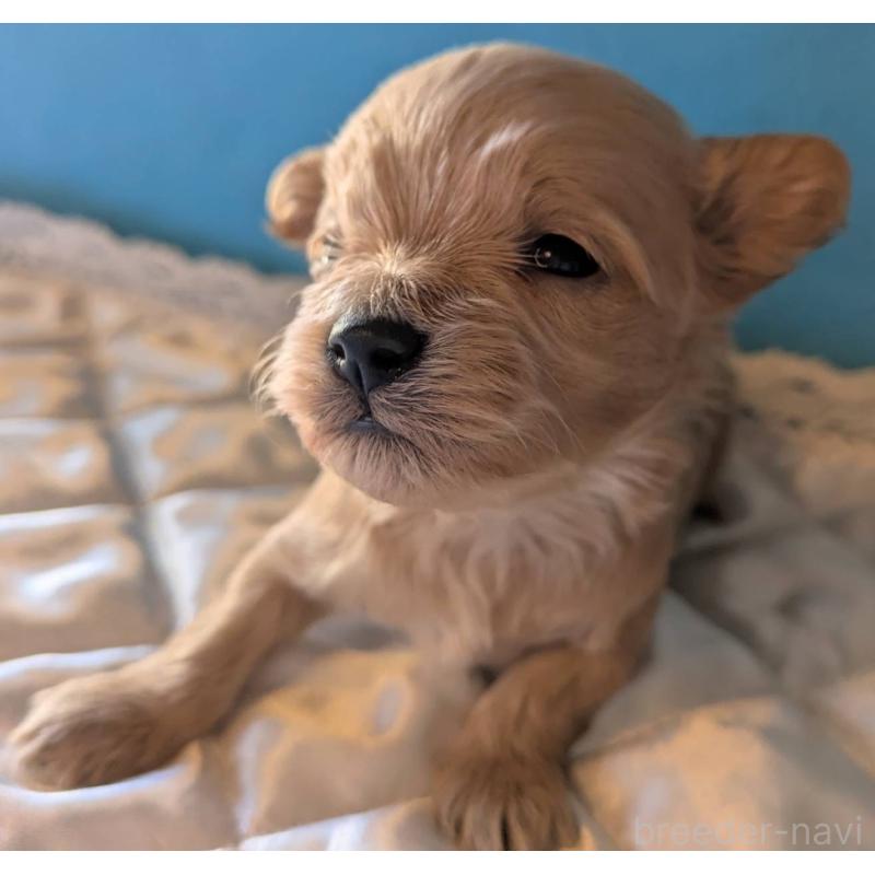 販売中の埼玉県のマルプー:マルチーズ×トイプードル-434624の4枚目