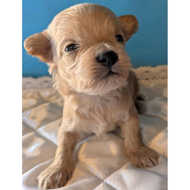 販売中の埼玉県のマルプー:マルチーズ×トイプードル-434624の3枚目