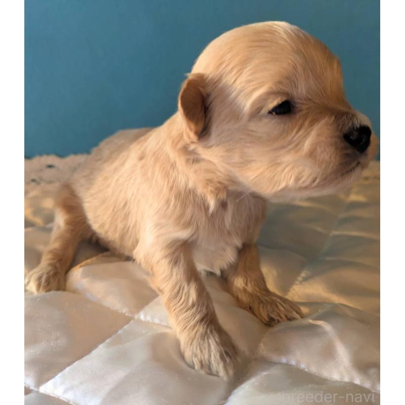 販売中の埼玉県のマルプー:マルチーズ×トイプードル-434624の2枚目