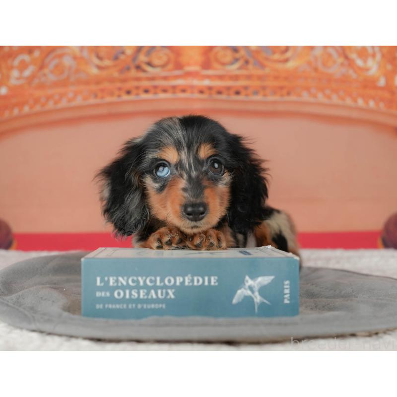 販売中の千葉県のミニチュアダックスフンド(ロングヘアード)-435285