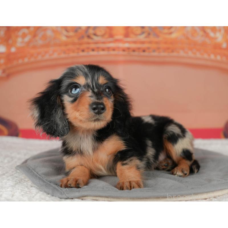 販売中の千葉県のミニチュアダックスフンド(ロングヘアード)-435285の11枚目