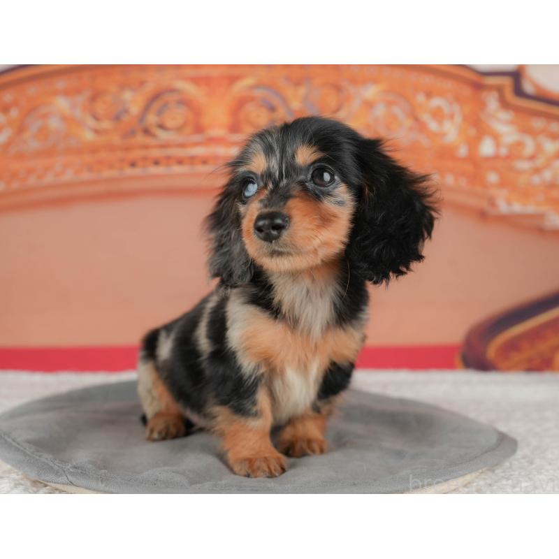 販売中の千葉県のミニチュアダックスフンド(ロングヘアード)-435285の10枚目