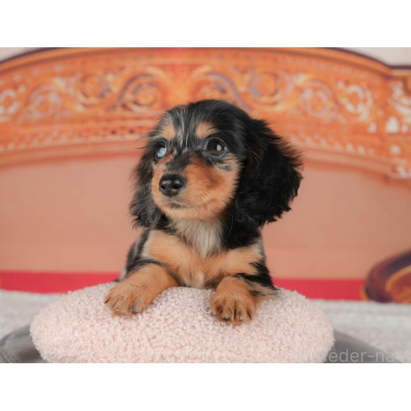 販売中の千葉県のミニチュアダックスフンド(ロングヘアード)-435285の9枚目