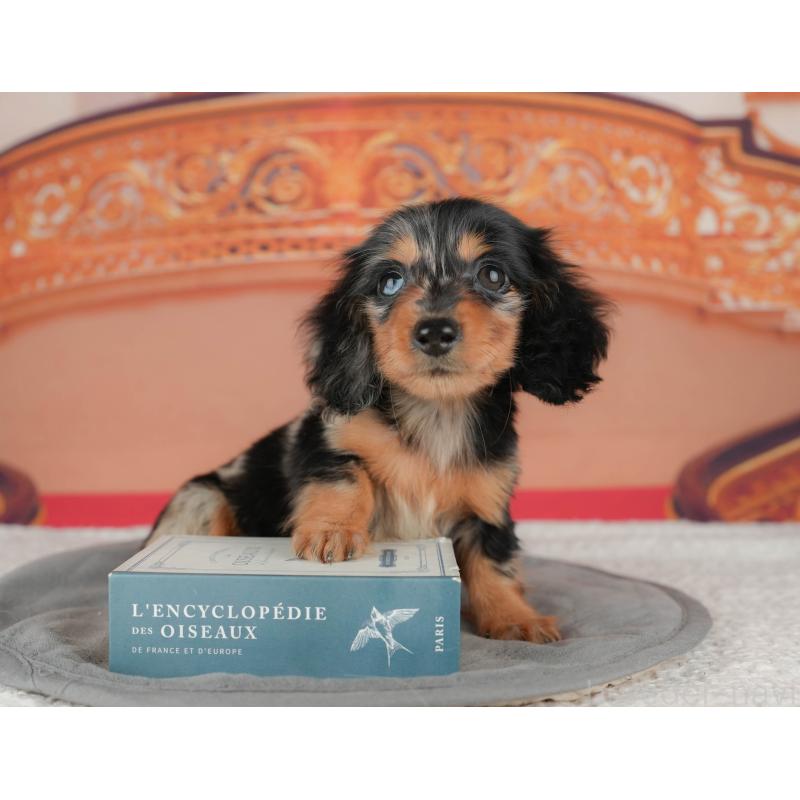 販売中の千葉県のミニチュアダックスフンド(ロングヘアード)-435285の8枚目