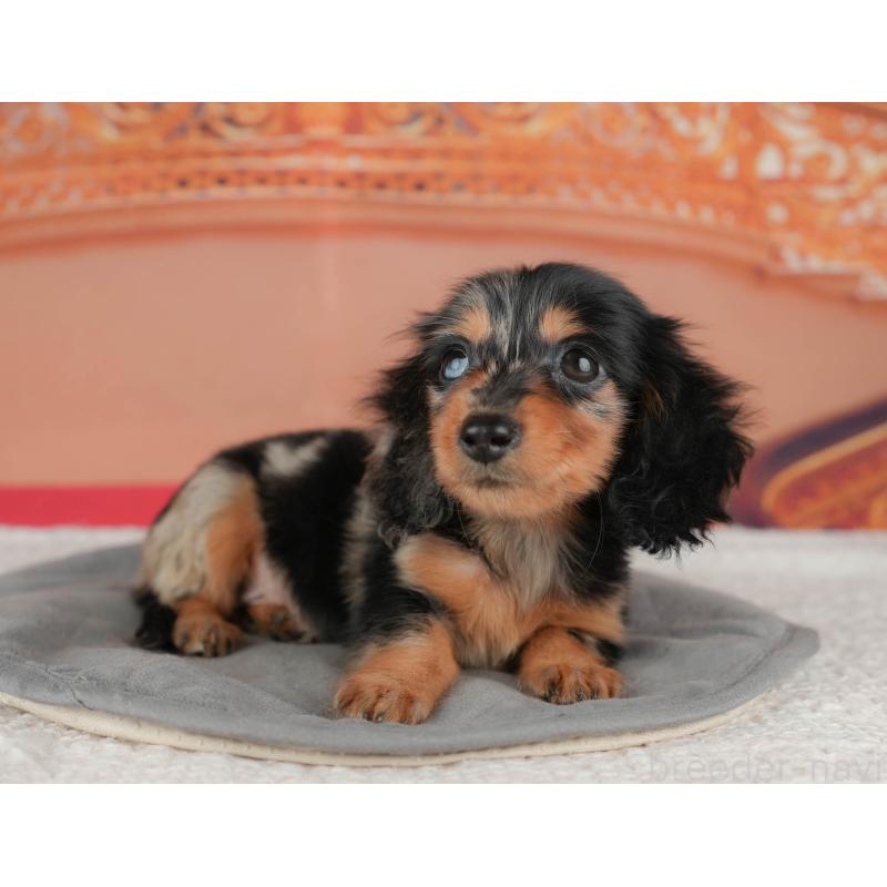 販売中の千葉県のミニチュアダックスフンド(ロングヘアード)-435285の7枚目