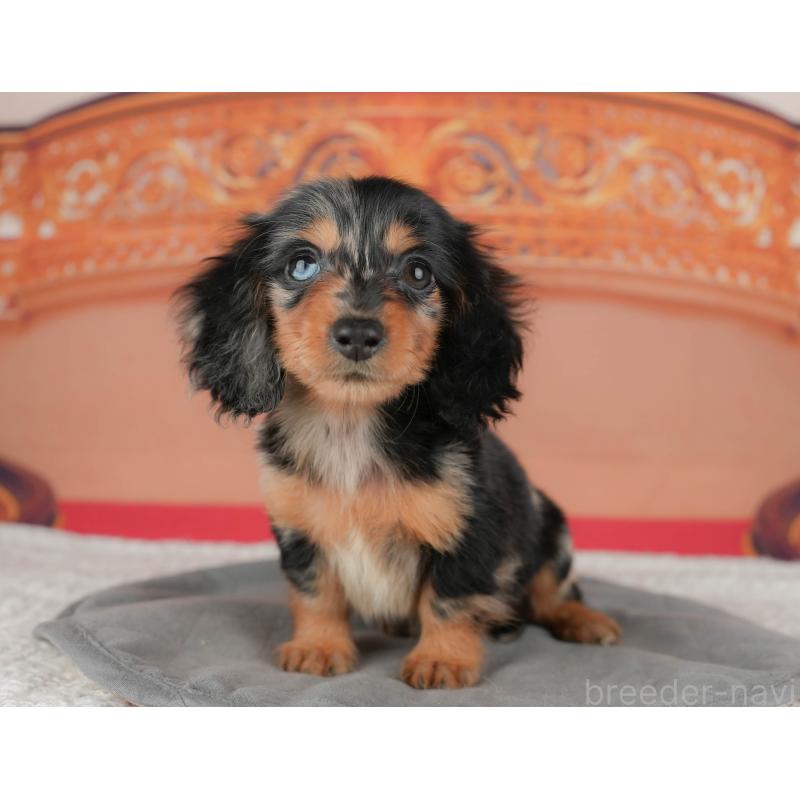 販売中の千葉県のミニチュアダックスフンド(ロングヘアード)-435285の6枚目