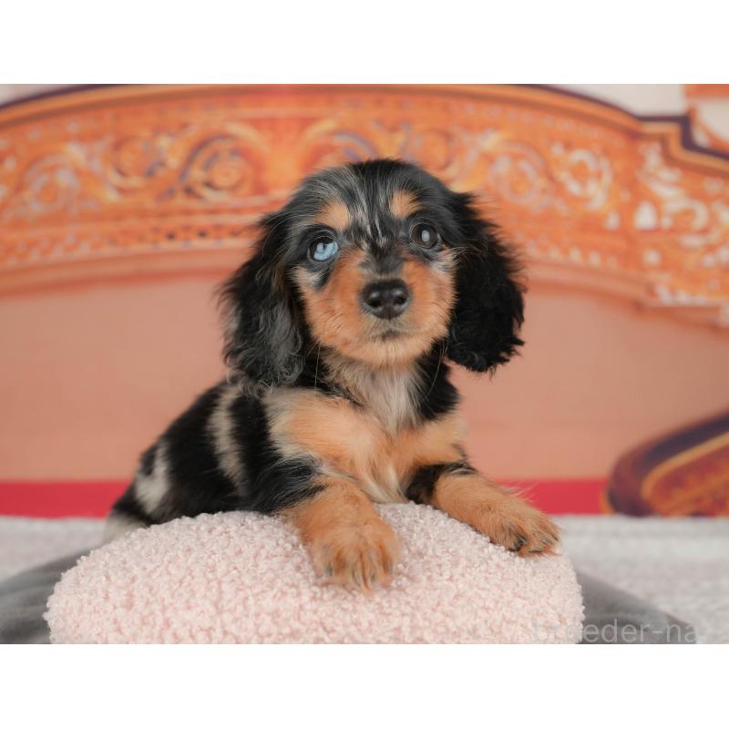 販売中の千葉県のミニチュアダックスフンド(ロングヘアード)-435285の5枚目