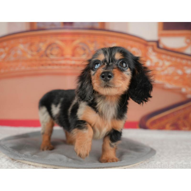 販売中の千葉県のミニチュアダックスフンド(ロングヘアード)-435285の4枚目