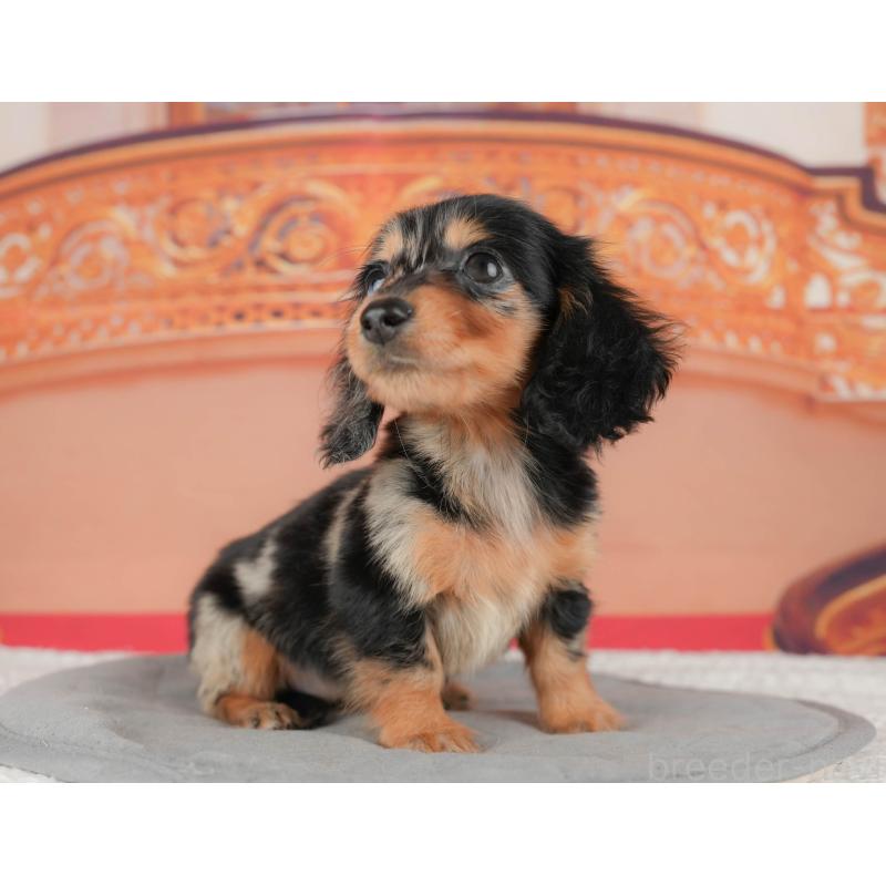 販売中の千葉県のミニチュアダックスフンド(ロングヘアード)-435285の3枚目