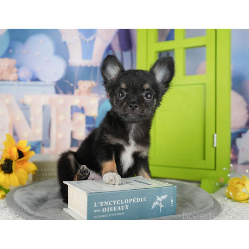 販売中の千葉県のチワワ(ロングコート)-435275の11枚目