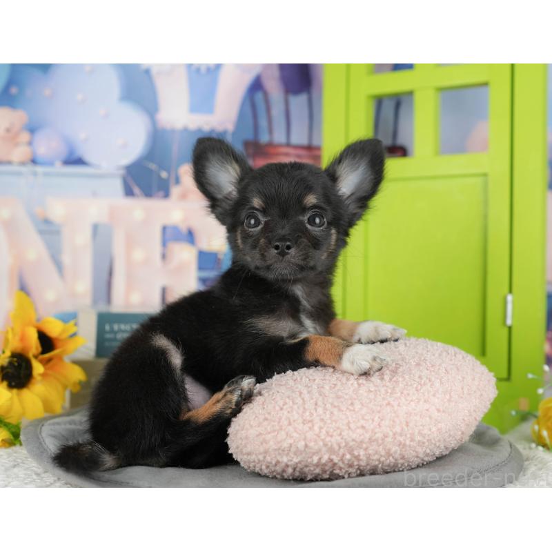 販売中の千葉県のチワワ(ロングコート)-435275の10枚目