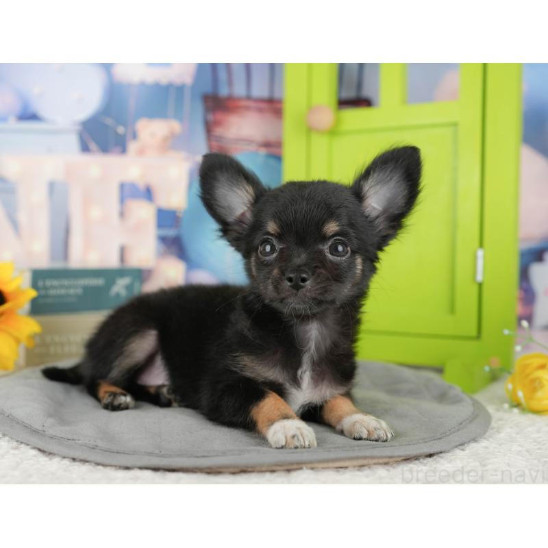 販売中の千葉県のチワワ(ロングコート)-435275の9枚目