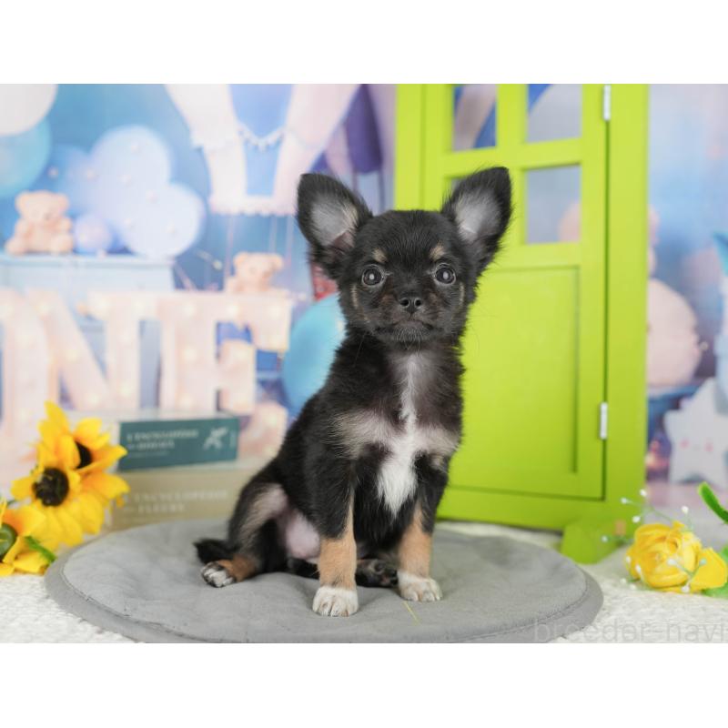 販売中の千葉県のチワワ(ロングコート)-435275の8枚目