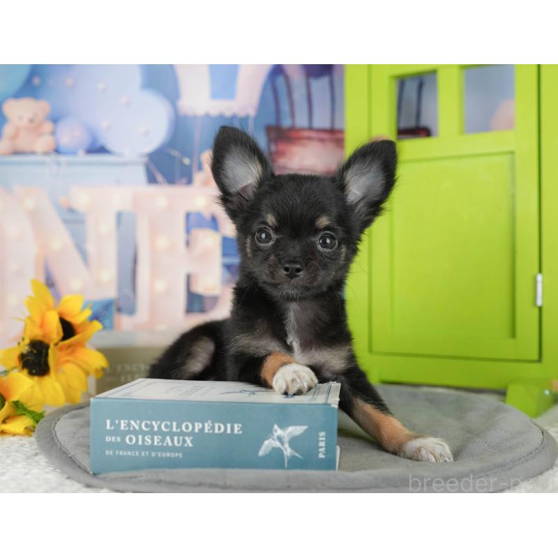 販売中の千葉県のチワワ(ロングコート)-435275の7枚目