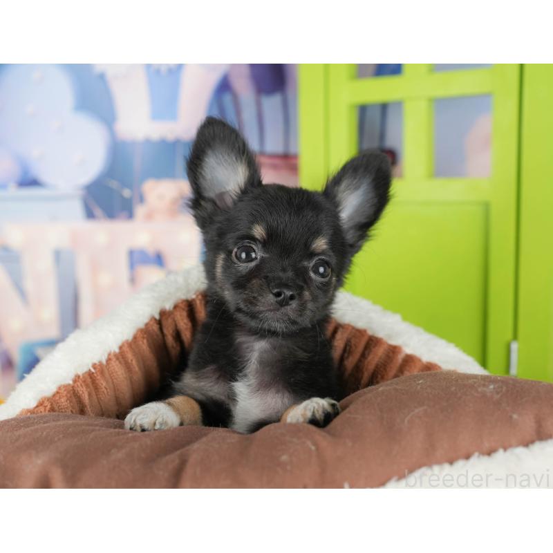 販売中の千葉県のチワワ(ロングコート)-435275の6枚目