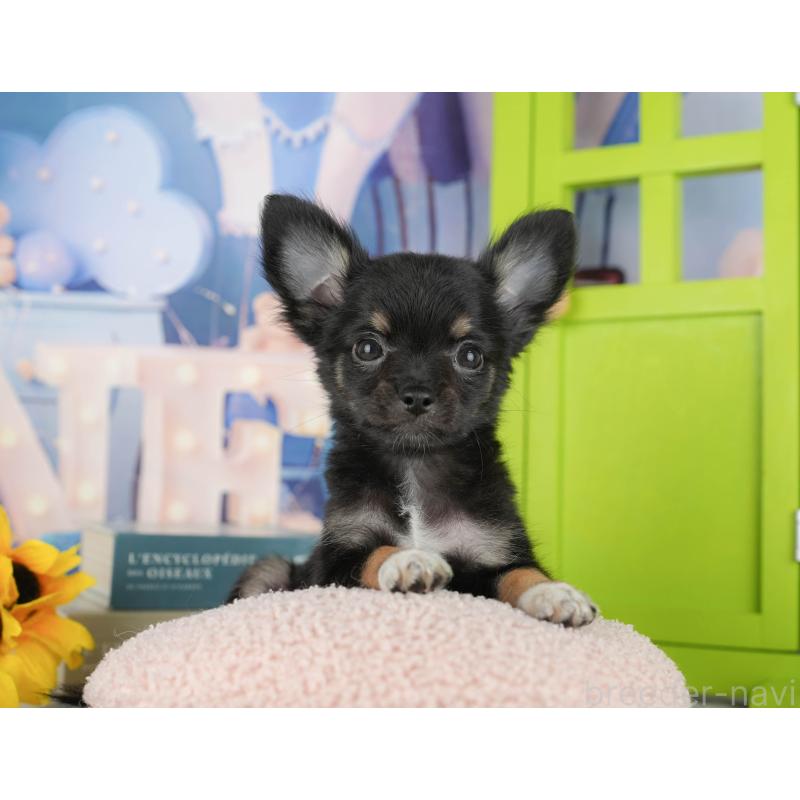 販売中の千葉県のチワワ(ロングコート)-435275の5枚目