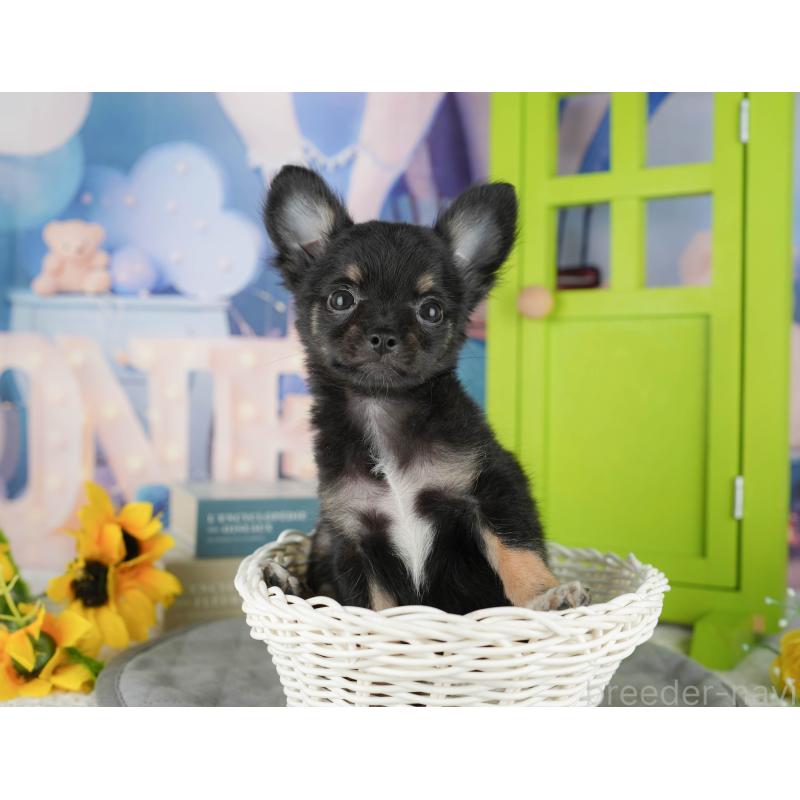 販売中の千葉県のチワワ(ロングコート)-435275の4枚目