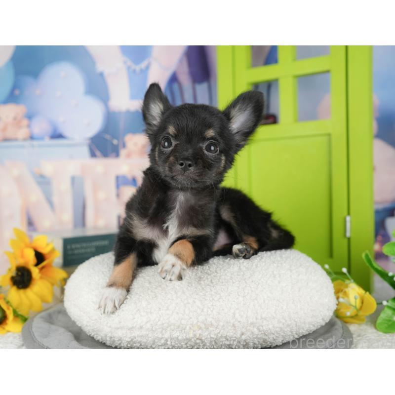 販売中の千葉県のチワワ(ロングコート)-435275の2枚目