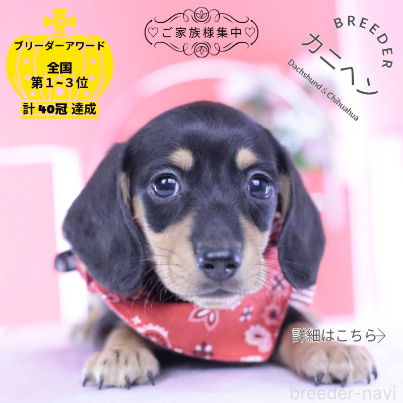 販売中の愛知県のカニンヘンダックスフンド(スムースヘアード)-432008