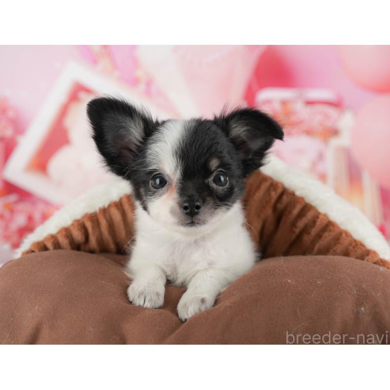 販売中の千葉県のチワワ(ロングコート)-435270