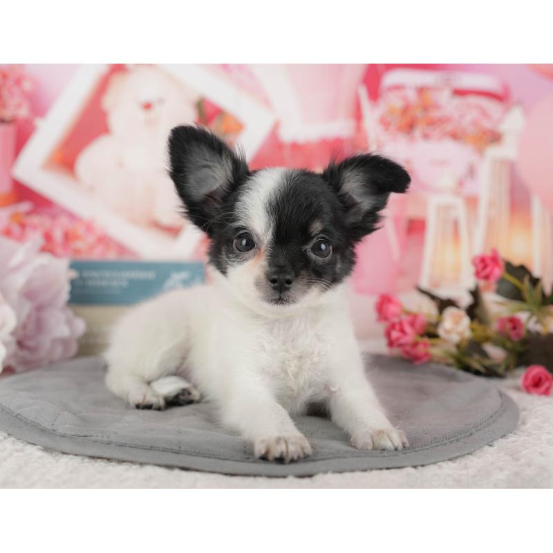 販売中の千葉県のチワワ(ロングコート)-435270の11枚目