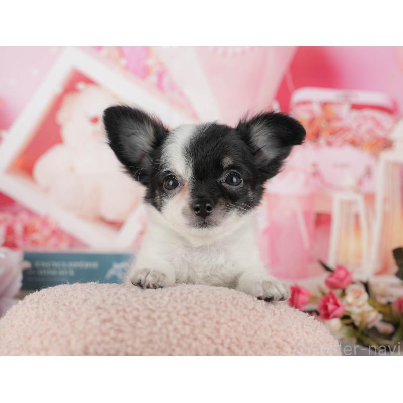 販売中の千葉県のチワワ(ロングコート)-435270の10枚目