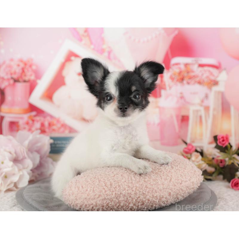 販売中の千葉県のチワワ(ロングコート)-435270の9枚目