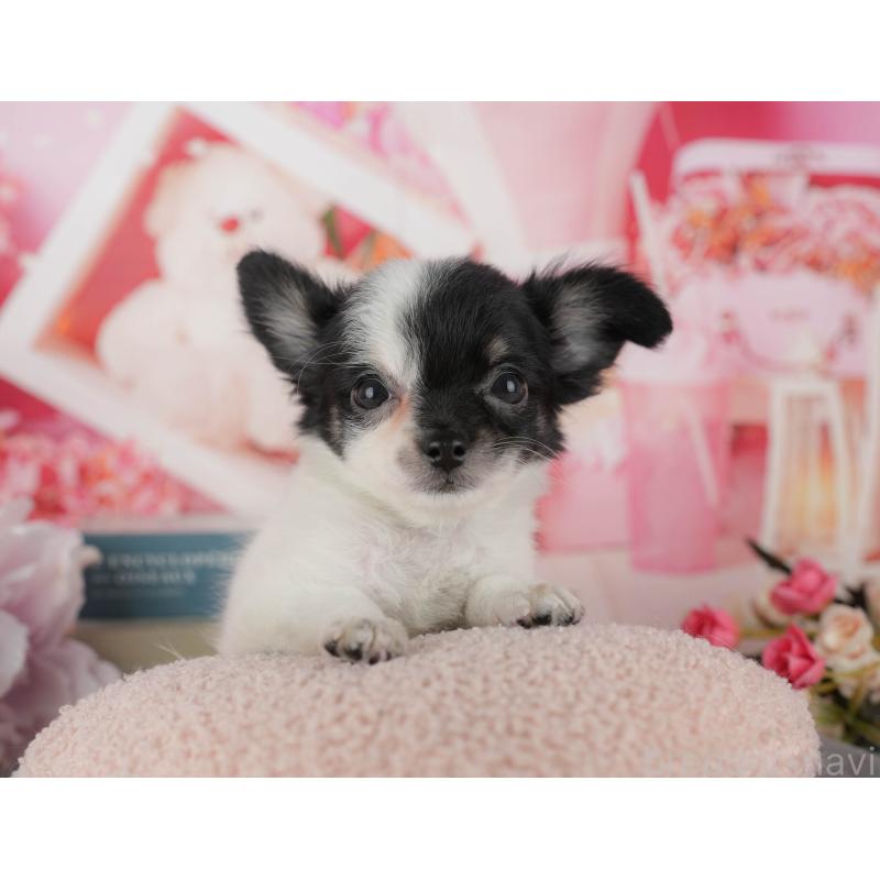 販売中の千葉県のチワワ(ロングコート)-435270の8枚目