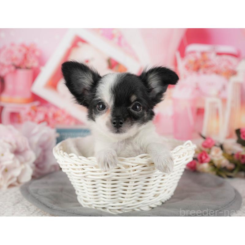 販売中の千葉県のチワワ(ロングコート)-435270の7枚目