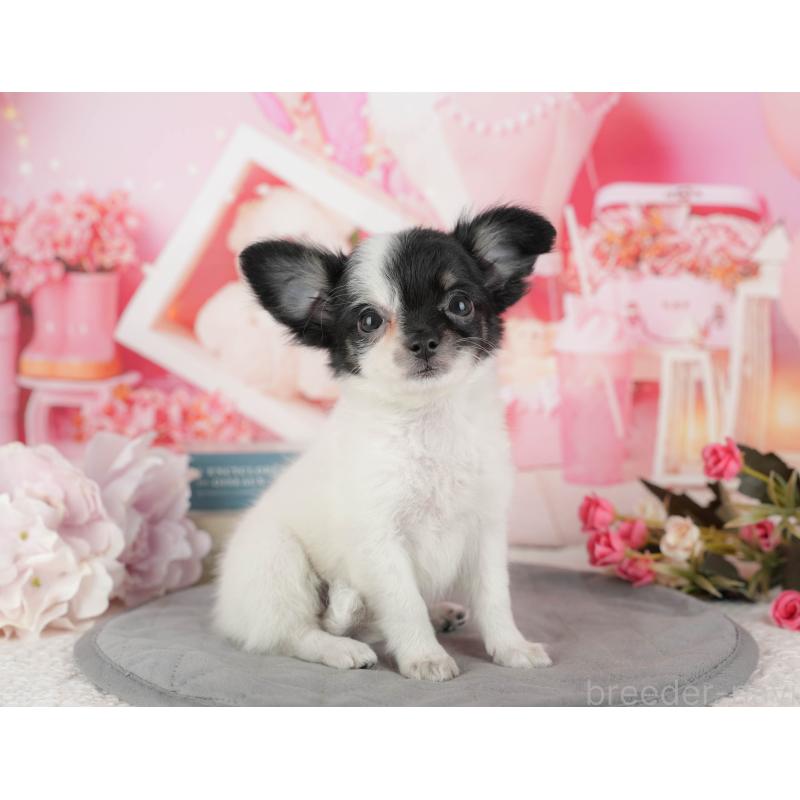 販売中の千葉県のチワワ(ロングコート)-435270の6枚目