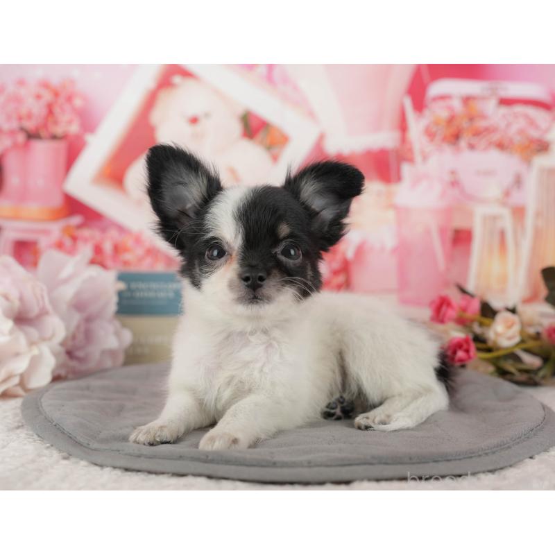 販売中の千葉県のチワワ(ロングコート)-435270の5枚目