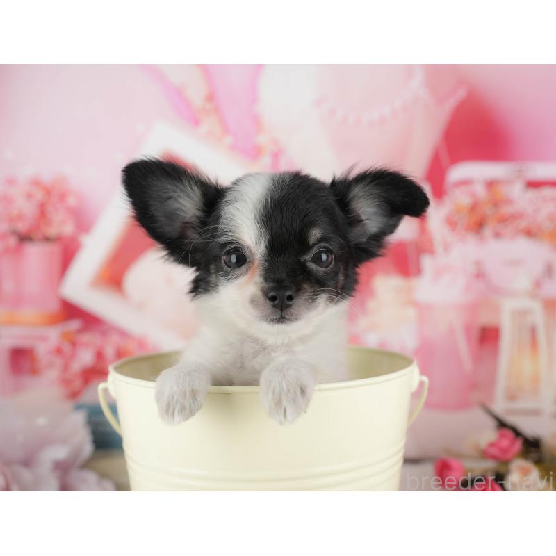 販売中の千葉県のチワワ(ロングコート)-435270の4枚目