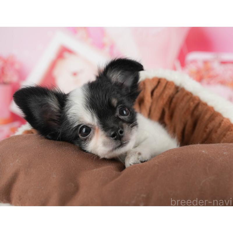 販売中の千葉県のチワワ(ロングコート)-435270の3枚目