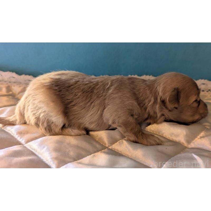 販売中の埼玉県のマルプー:マルチーズ×トイプードル-434625の5枚目