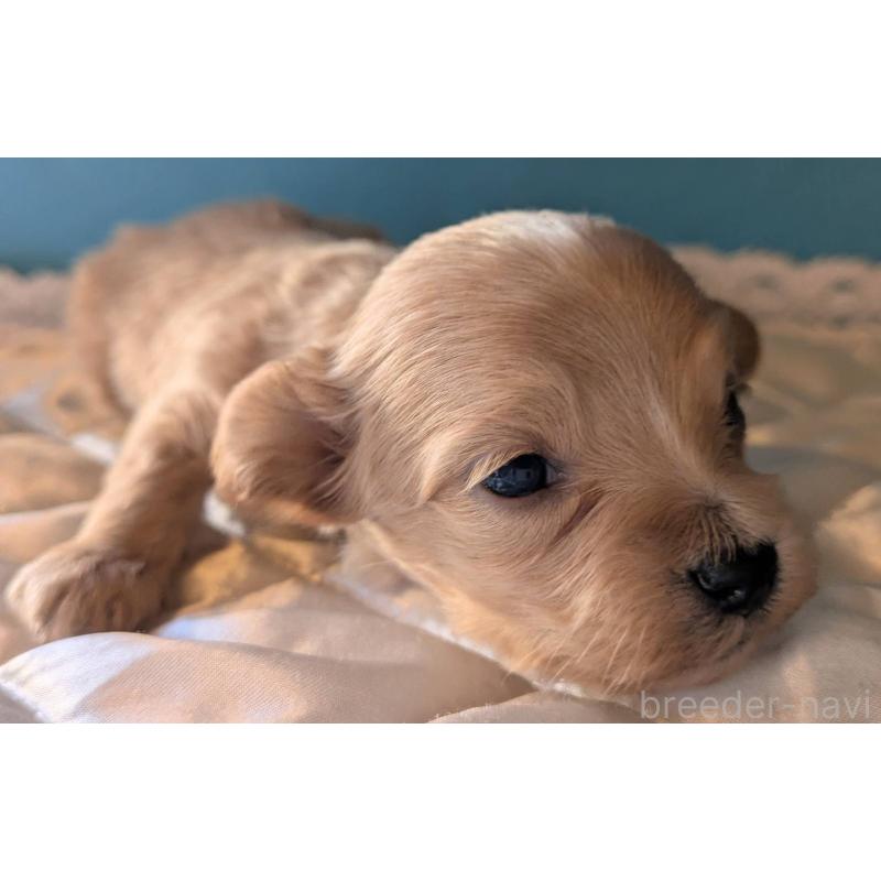 販売中の埼玉県のマルプー:マルチーズ×トイプードル-434625の3枚目