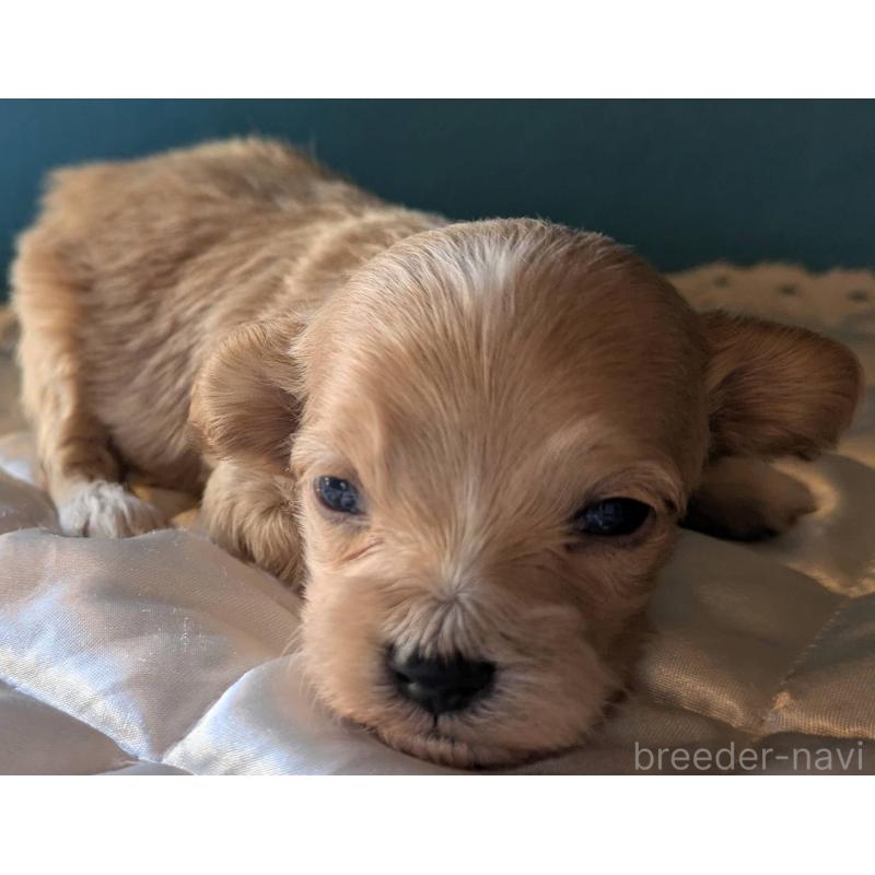 販売中の埼玉県のマルプー:マルチーズ×トイプードル-434625の2枚目